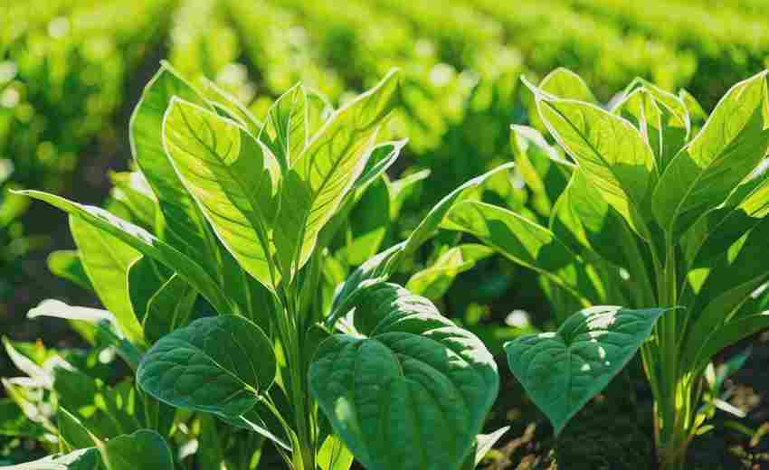 網(wǎng)站建設(shè)如何結(jié)合SEO提升煙臺企業(yè)的線上競爭力