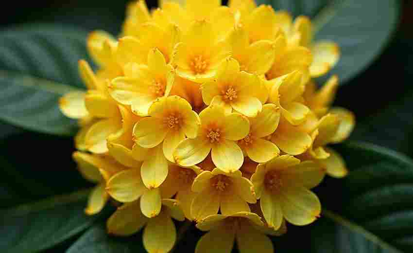 金華有哪些成功的SEO案例可以參考？