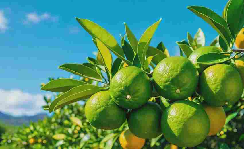 湖南江永縣農(nóng)特產(chǎn)品電商網(wǎng)站如何實(shí)現(xiàn)高效轉(zhuǎn)化