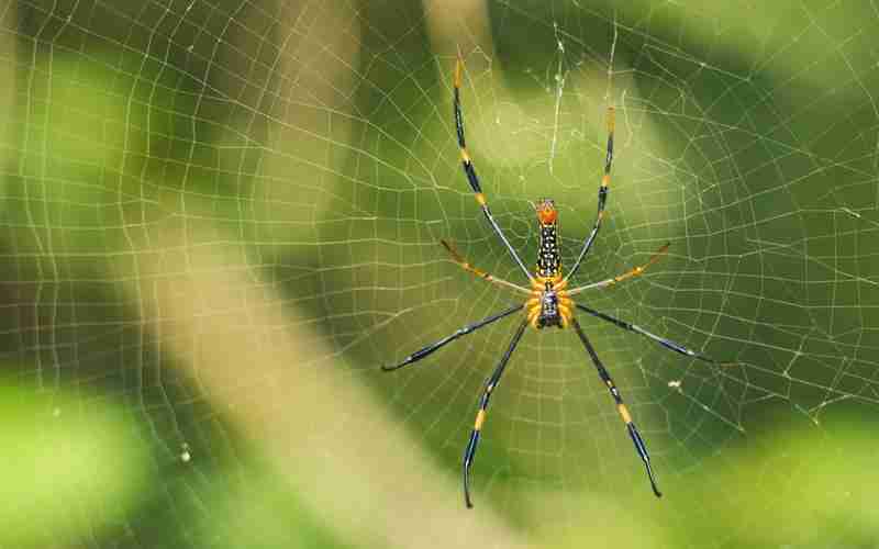 WordPress自動(dòng)readmore、wordpress php