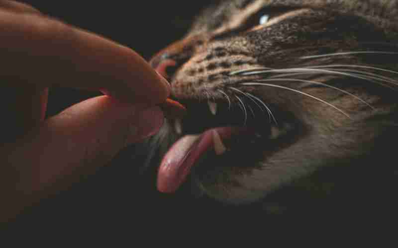 discuz viewthread.htm(三中三免費(fèi)驗(yàn)證Discuz)