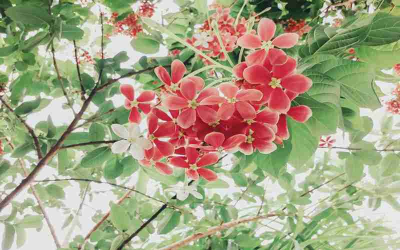 帝國(guó)cms 偽靜態(tài) 欄目名稱,帝國(guó)cms和織夢(mèng)哪個(gè)好